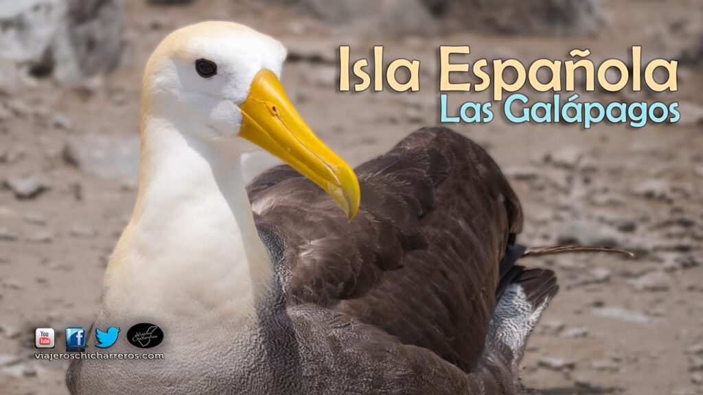 Descubre todo sobre el majestuoso albatros de las Galápagos: características, hábitat y curiosidades
