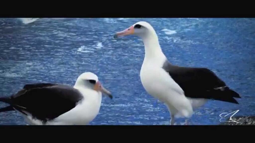 Descubre todo sobre el majestuoso albatros de Laysan, la especie más impresionante del Pacífico