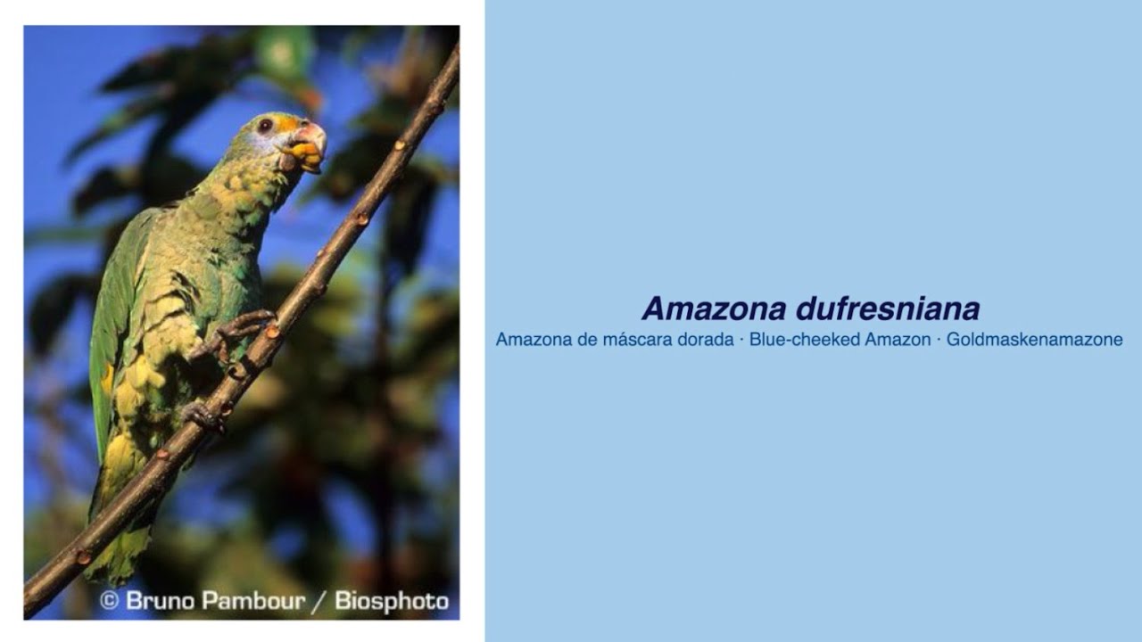 amazonas dufresniana