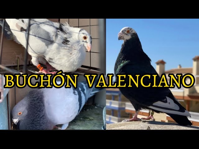 Descubre todo sobre el buchón valenciano, el ave de raza única en España