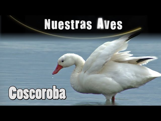 Cisne Coscoroba: Descubre todo sobre esta sorprendente especie de ave acuática