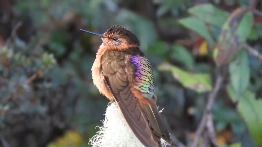 Descubre la belleza del colibrí cobrizo: características y curiosidades