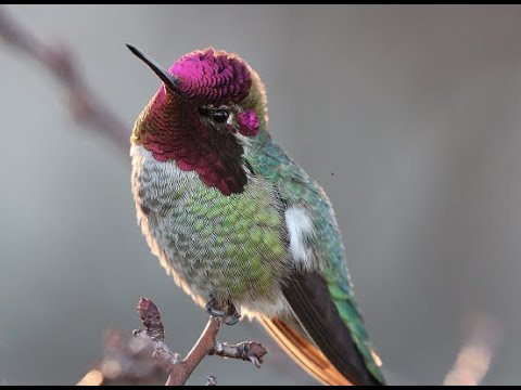 Descubre todo sobre el colibrí de ana: características, hábitat y curiosidades" - Título SEO para posicionar la keyword "colibrí de ana