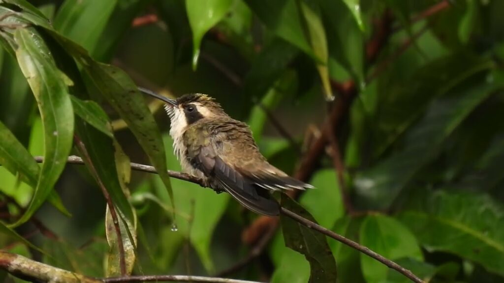 Descubre la belleza del colibrí ermitaño golirrayado, la especie más rara y fascinante de la avifauna