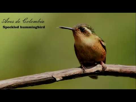 Descubre la belleza del colibrí jaspeado: características, hábitat y curiosidades