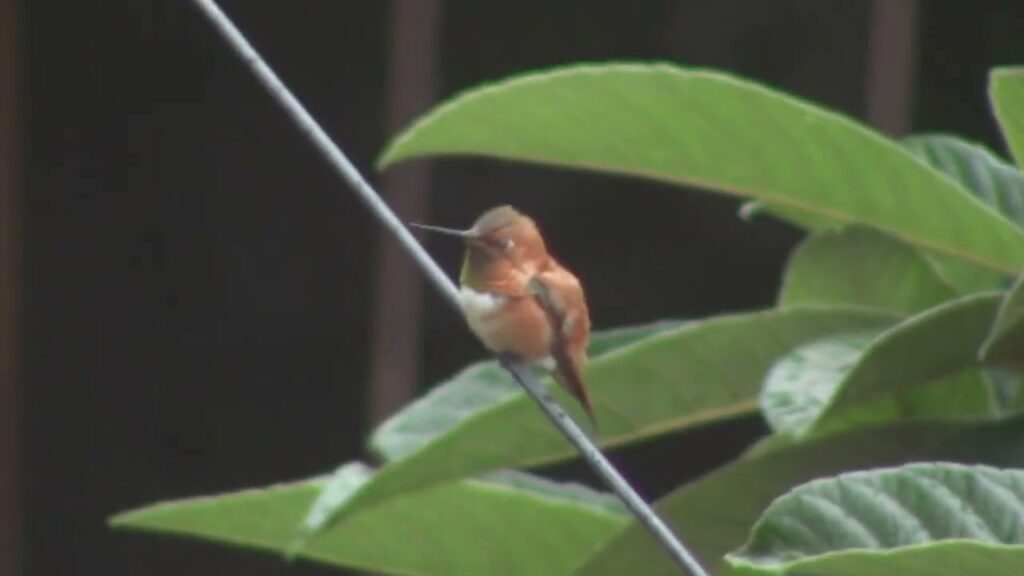 Descubre todo sobre el impresionante colibrí rufo: características, hábitat y curiosidades
