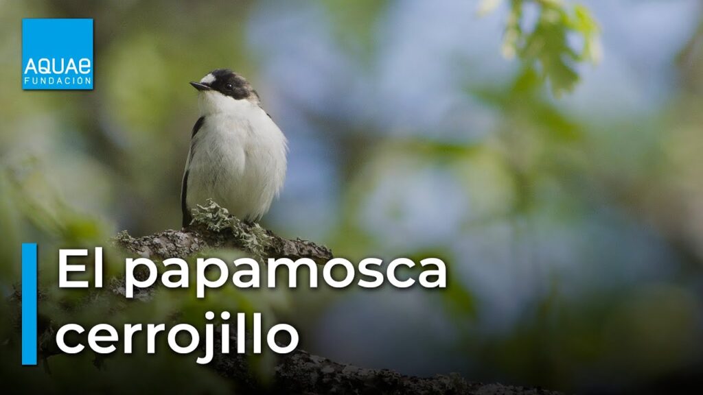 Papamoscas cerrojillo: conoce todo sobre esta ave migratoria