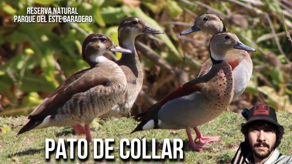 Descubre todo sobre el pato acollarado: Características, hábitat y curiosidades