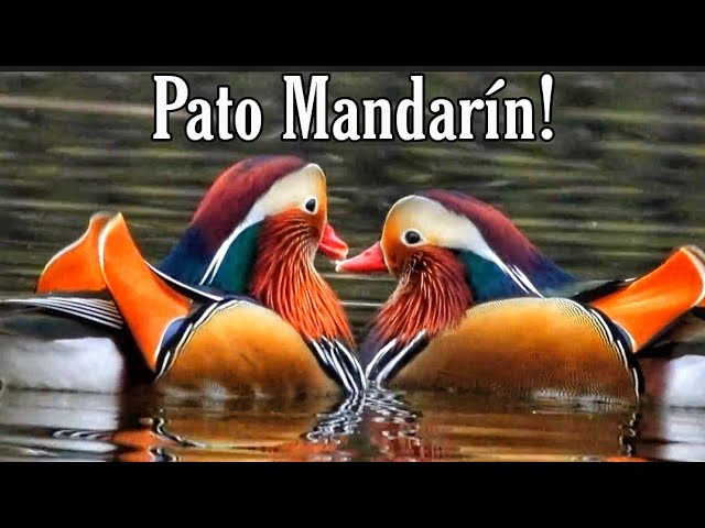 Descubre todo sobre el fascinante pato mandarín: hábitat, alimentación y curiosidades