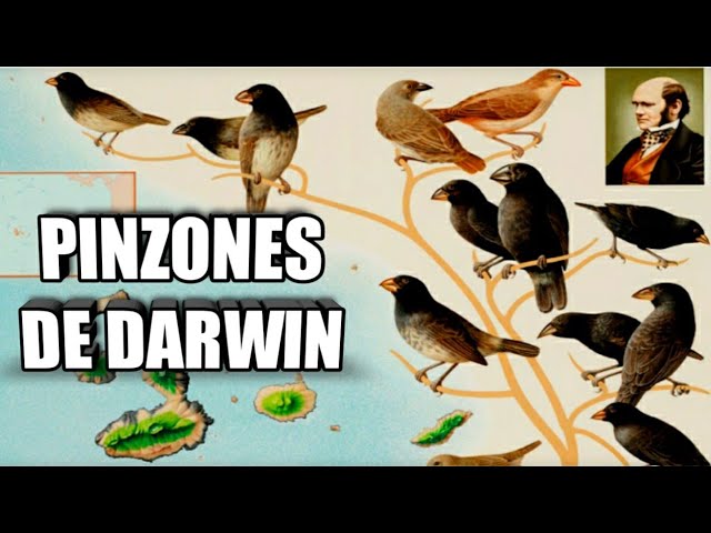 Descubre las curiosidades del Pinzón de Darwin Oliváceo: el ave icónica de las Islas Galápagos