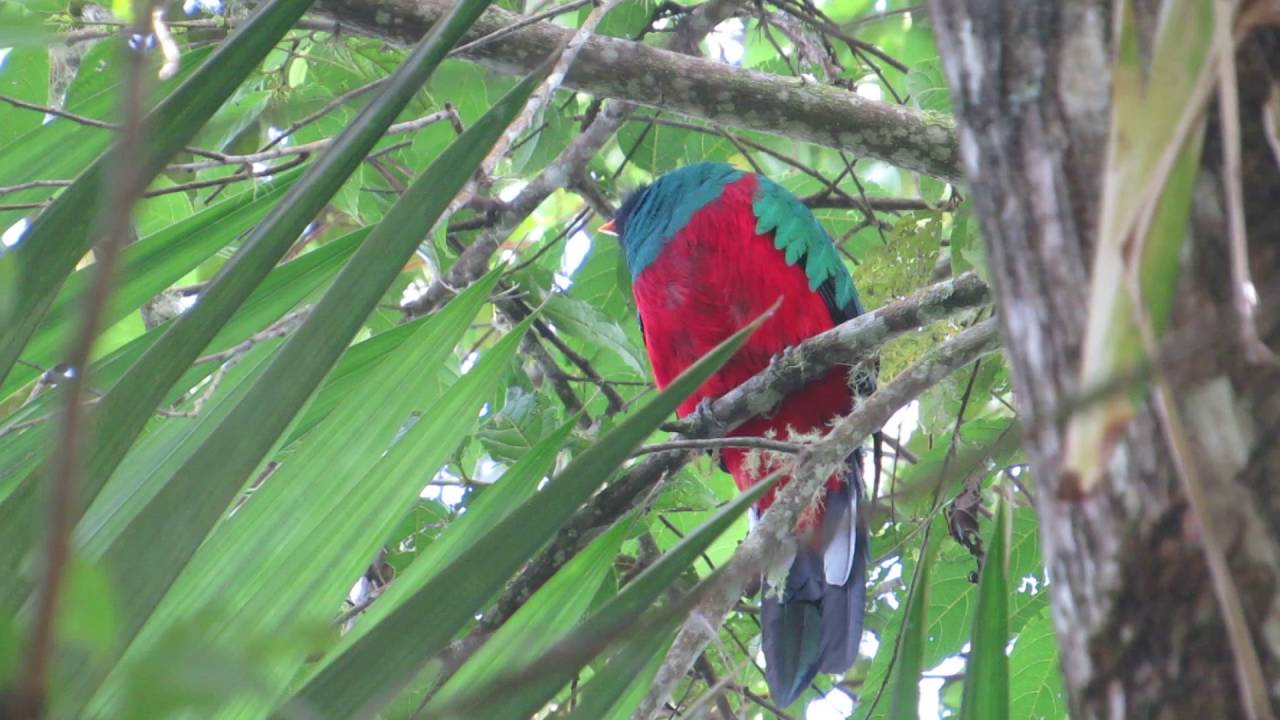 quetzal fulgido