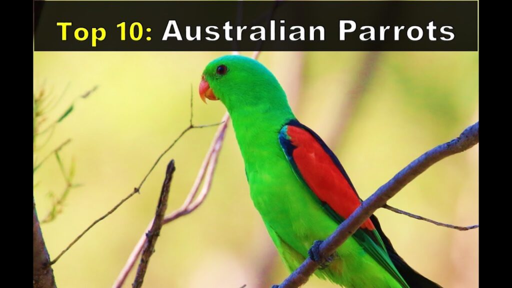 Descubre las maravillas del suiriri australiano: la guía completa para observar y entender esta extraordinaria ave
