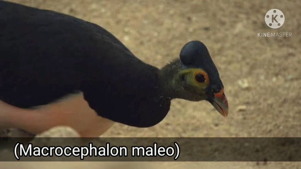 Descubre todo sobre el raro pájaro Talegalo Leipoa Gigante: características, hábitat y curiosidades