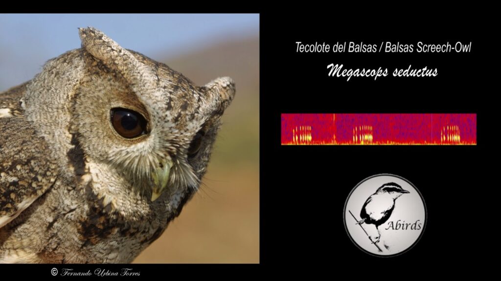 Tecolote del Balsas: Conoce a esta magnífica especie de búho en peligro de extinción en México