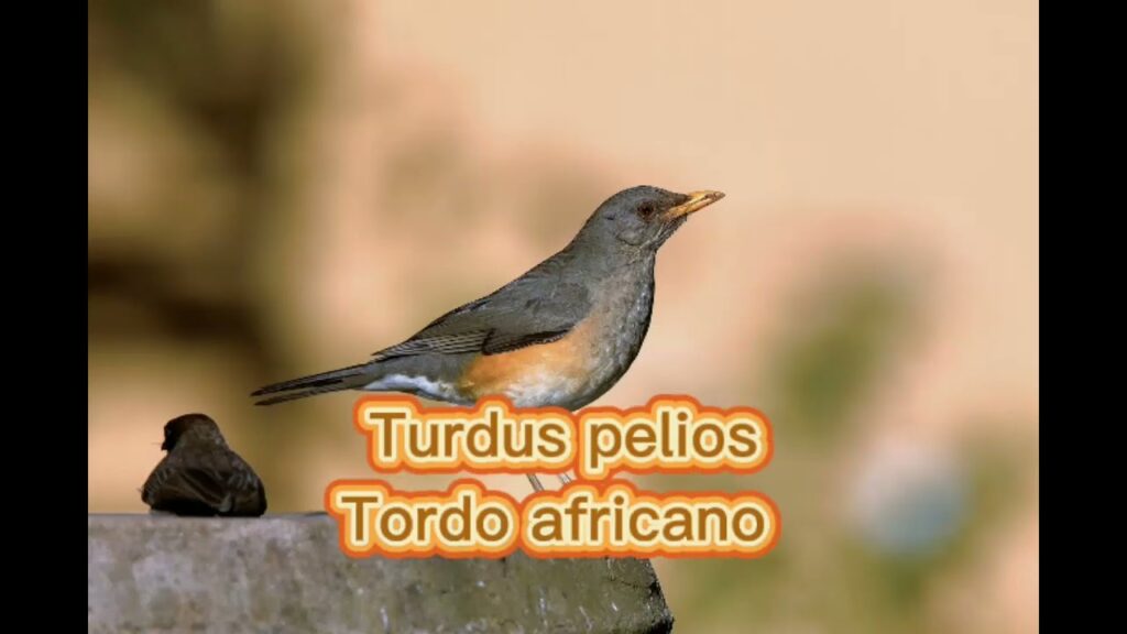 Descubre todo sobre el ave Turdus Pelios: características, hábitat y curiosidades