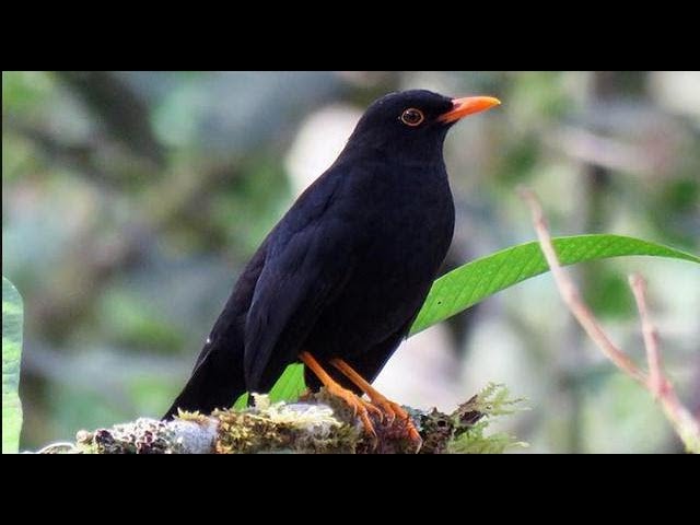 Descubre todo sobre el zorzal negro, el ave cantora que habita en América del Sur